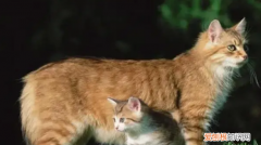 猫走丢了会想念主人吗 ，该不该给母猫留一个小猫？