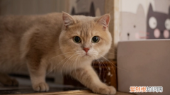 猫可以不打疫苗吗直接打狂犬 ，小猫不打疫苗可以养吗？