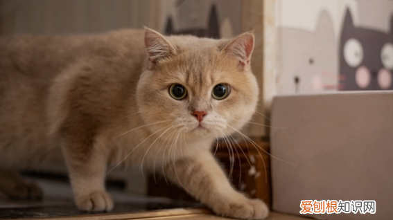 猫可以不打疫苗吗直接打狂犬 ,小猫不打疫苗可以养吗?