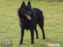 西帕基犬怎么训练大小便，西帕基犬定点上厕所训练方法，怎么训练西施犬大小便