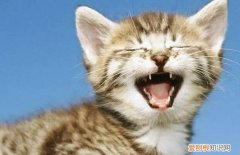 人走了猫为什么会嚎叫 ，人走了猫为什么会嚎叫一声？
