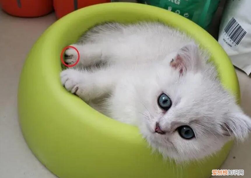 猫皮癣的症状图片 ，怎么判断人得了猫癣图片？