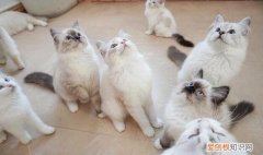 深圳最大的宠物猫市场在哪里 ，深圳哪里有宠物猫批发市场？