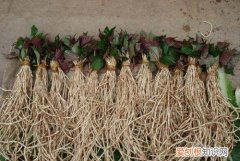 鱼腥草的禁忌，鱼腥草的副作用与禁忌症