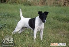 怎么训练短毛猎狐梗大小便，短毛猎狐梗排便训练，猎狐梗多大可以拔毛