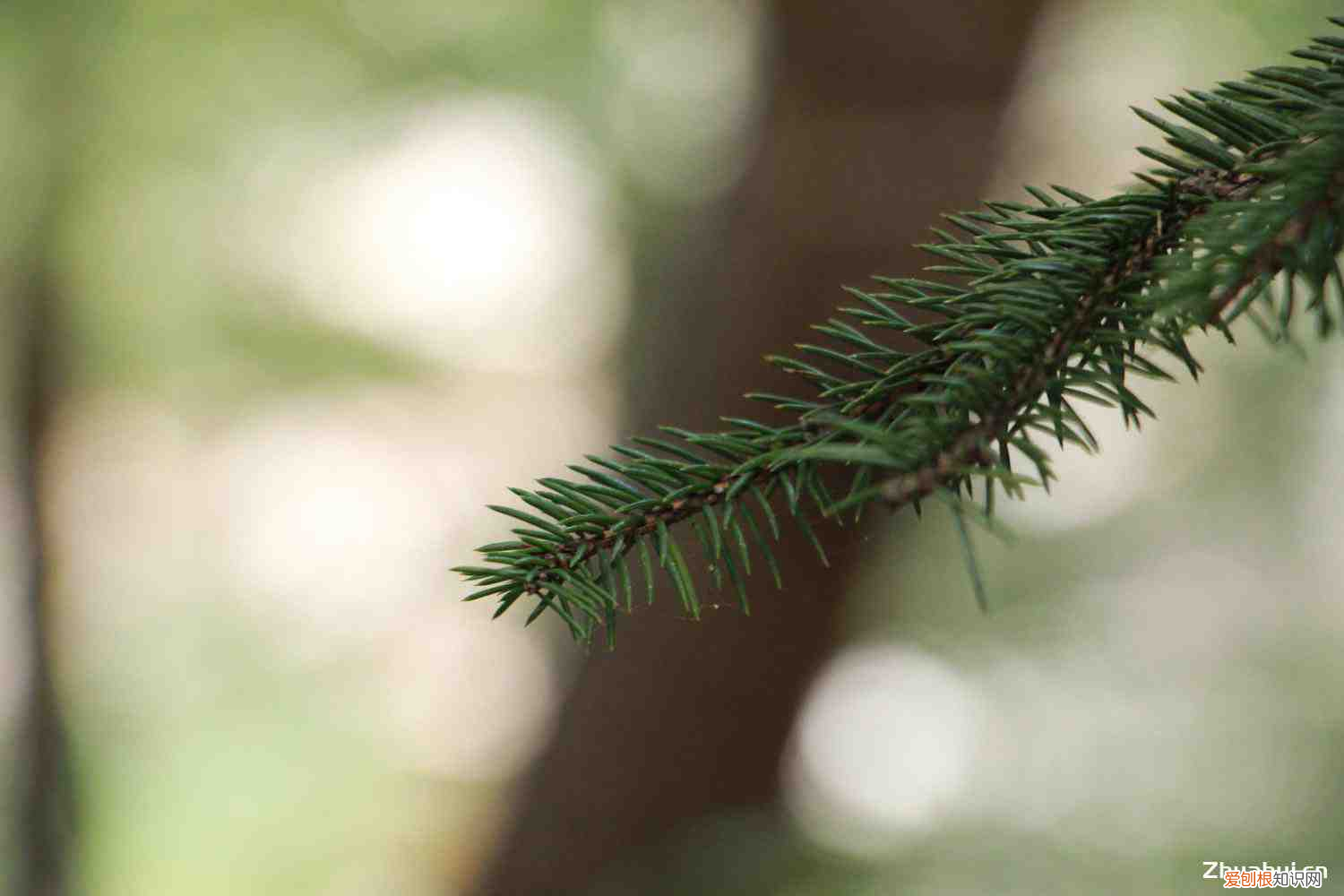 圣诞树代表着什么，圣诞树是什么树，象征什么？