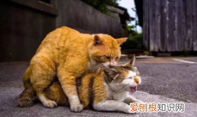 猫咪一天配种几次正常吗 ，猫咪一天配多少次正常吗？