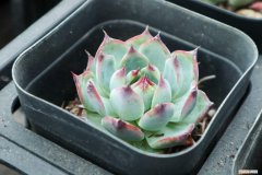 哪些多肉越长大越好看，哪些多肉越长大越好看？