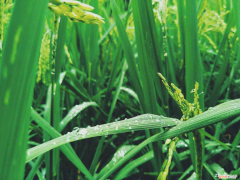 水稻抗逆性是什么意思，高产水稻前十名的品种？
