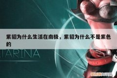 紫貂为什么生活在南极，紫貂为什么不是紫色的