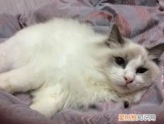 孕猫拉稀吃什么药效果好 ，孕猫拉肚子能吃药吗？