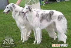 苏俄猎狼犬怎么学握手，苏俄猎狼犬握手训练，狗握手怎么训练