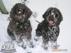 爱尔兰水猎犬怎么学游泳，爱尔兰水猎犬游泳训练，怎样训练狗狗游泳