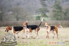 英国猎狐犬怎么习惯笼子，英国猎狐犬训练注意事项，英国小型猎犬