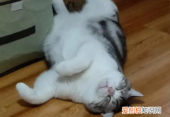 猫仰着头睡觉四肢抽搐是为什么 ，猫仰着头睡觉四肢抽搐什么原因？