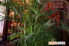 散尾葵 袖珍椰子是养室内还是室外?，散尾葵和袖珍椰子的区别，哪个好养？