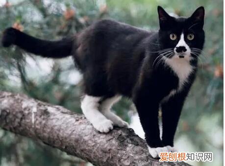 猫最忌讳的三个属相 ，从猫的行为看房子风水？