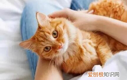 查过敏源多少钱一次 ，长期猫毛过敏会死人吗？