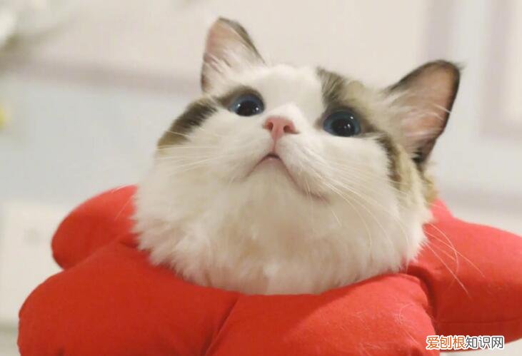 对于猫来说什么温度就是冷了 ，对猫来说多少度算冷？