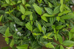 白脉椒草形态特征，白脉椒草的养殖方法和注意事项？