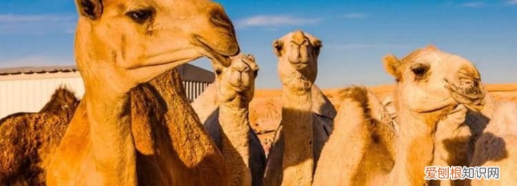 骆驼有一个峰还是两个峰 ，骆驼有的一个驼峰有的两个驼峰是什么？