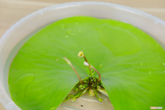 金银莲花的养殖方法和管理，金银莲花怎么养，怎么分株？