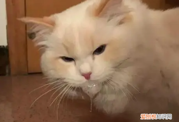 猫吐东西吐不出来怎么办 ，猫呕吐状但吐不出来？