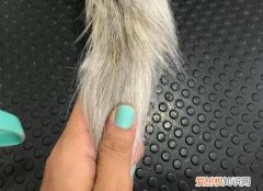 拉扯猫咪尾巴会怎么样 ，扯猫的尾巴会不会骨折？