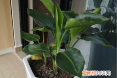 旅人蕉生长速度快吗，旅人蕉和天堂鸟区别，哪个更好养？