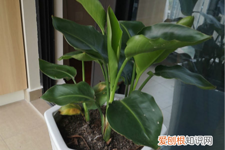 旅人蕉生长速度快吗，旅人蕉和天堂鸟区别，哪个更好养？