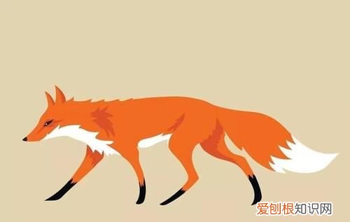 多变的狐狸告诉我们什么道理