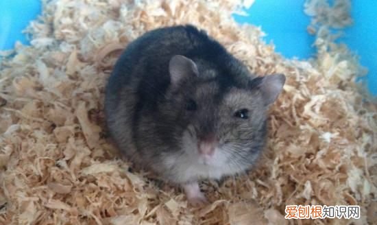 为什么仓鼠一直睡觉，仓鼠站立起来怎么回事