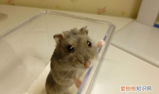 为什么仓鼠一直睡觉，仓鼠站立起来怎么回事