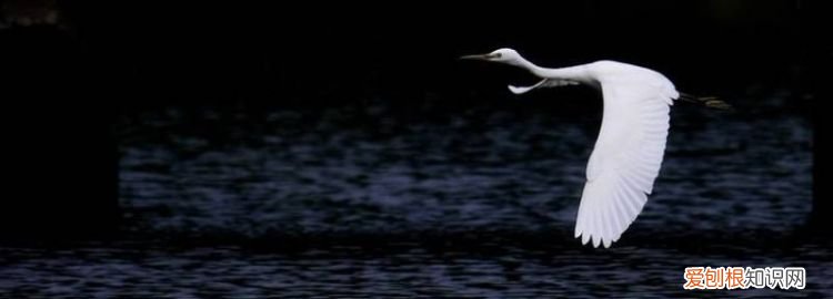 白鹤是属于天上飞的还是地上走的 ，白鹤是天上飞的还是地上走的动物呢？