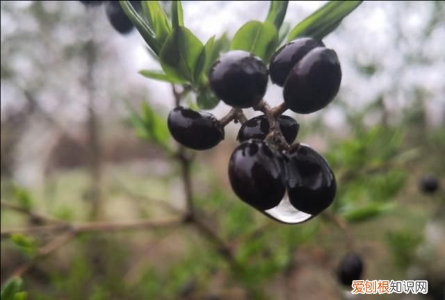 刘备在死之前说的什么话 ，刘备死之前说的话是什么？