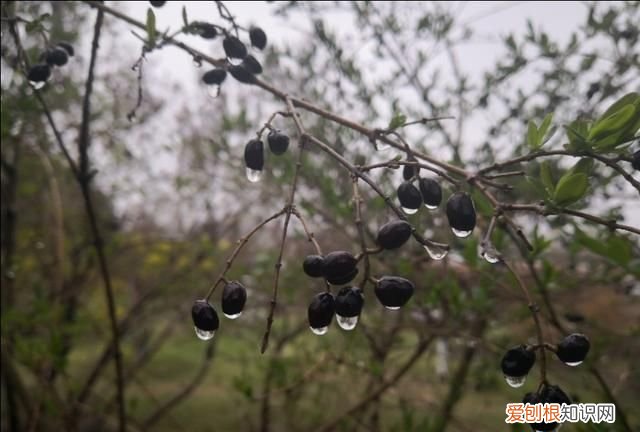 刘备在死之前说的什么话 ，刘备死之前说的话是什么？