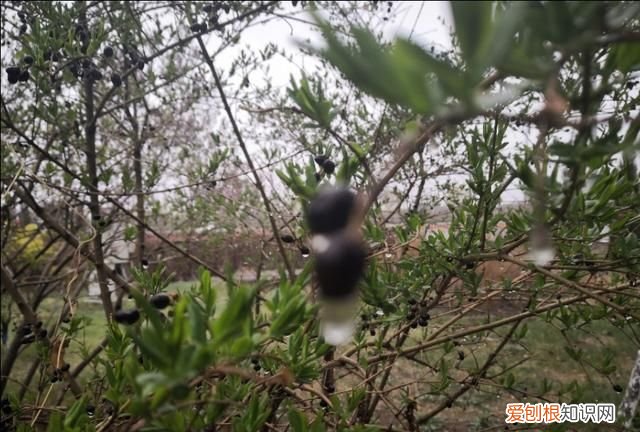 刘备在死之前说的什么话 ，刘备死之前说的话是什么？