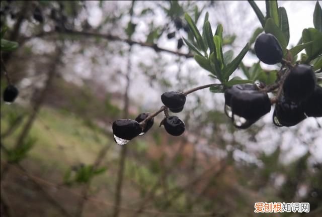 刘备在死之前说的什么话 ，刘备死之前说的话是什么？