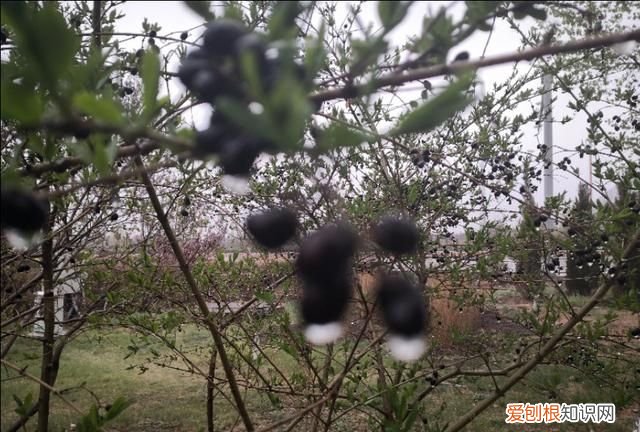 刘备在死之前说的什么话 ，刘备死之前说的话是什么？