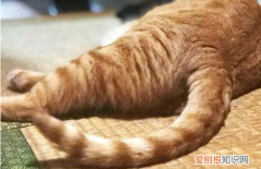 猫咪躺着的时候尾巴尖一摇一摇的 ，猫咪躺的尾巴摇晃？