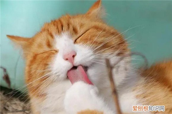 猫被打怕了,怎么挽回 ，猫被打的害怕我？