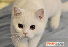 猫咪早上为什么一直叫门 ，猫咪早上为什么一直叫唤？