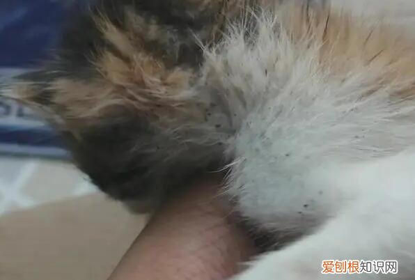 猫跳蚤在家里怎么彻底消灭 ，猫跳蚤家里怎么消毒？