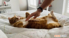 怎么摸猫咪可以催产 ，怎么摸猫咪可以催产猫猫羊水破了多久生宝宝？