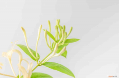 金银花的花语是什么，金银花的花语，有什么传说故事？