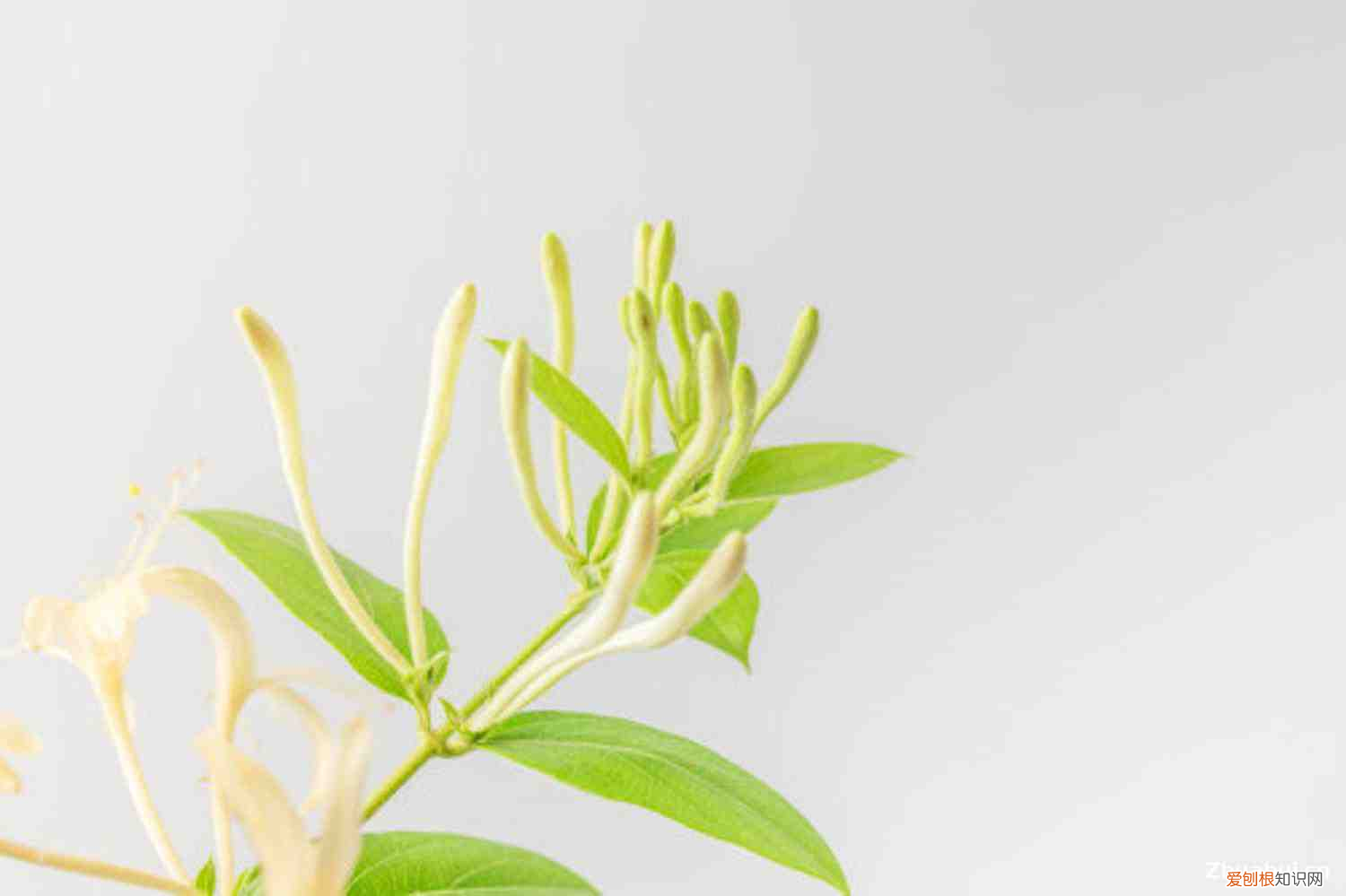 金银花的花语是什么,金银花的花语,有什么传说故事?