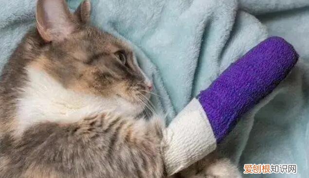 猫腿瘸了自己能恢复吗可以下地 ，猫腿瘸了自己能恢复吗宠物猫的寿命有多长？