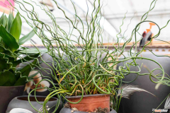 弹簧草的品种有多少，弹簧草的花语和寓意，适合送给什么人？