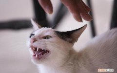 打猫咪它会痛吗 ，用手打猫？