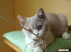 猫玩逗猫棒时很凶 ，猫玩逗猫棒开心吗？